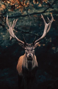 BÖNNINGHOFF Bild HIRSCH 78 x 118 cm