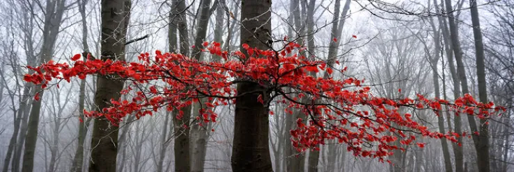 PRO ART Alu-Art Bild MYSTIK TREES II 150 X 50 cm