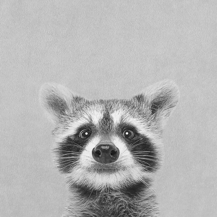 PRO ART Bild YOUNG RACOON 30 x 30 cm schwarz / weiß / grau