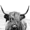 PRO ART Glas-Art Bild SCOTTISH HIGHLAND CATTLE II 50 x 50 cm